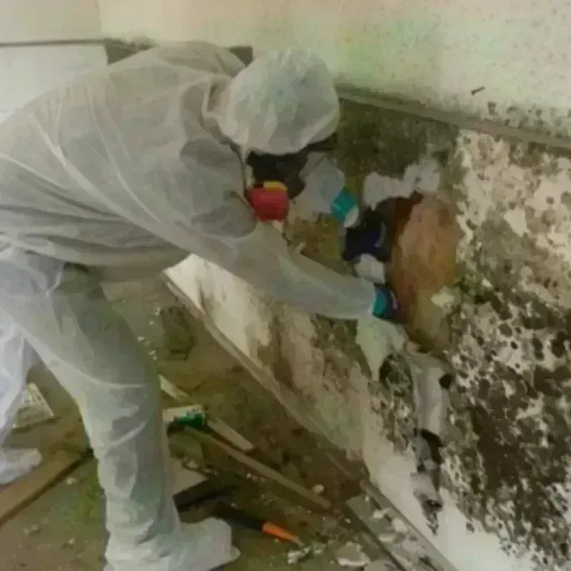 Mold Remediation and Removal in White House, TN